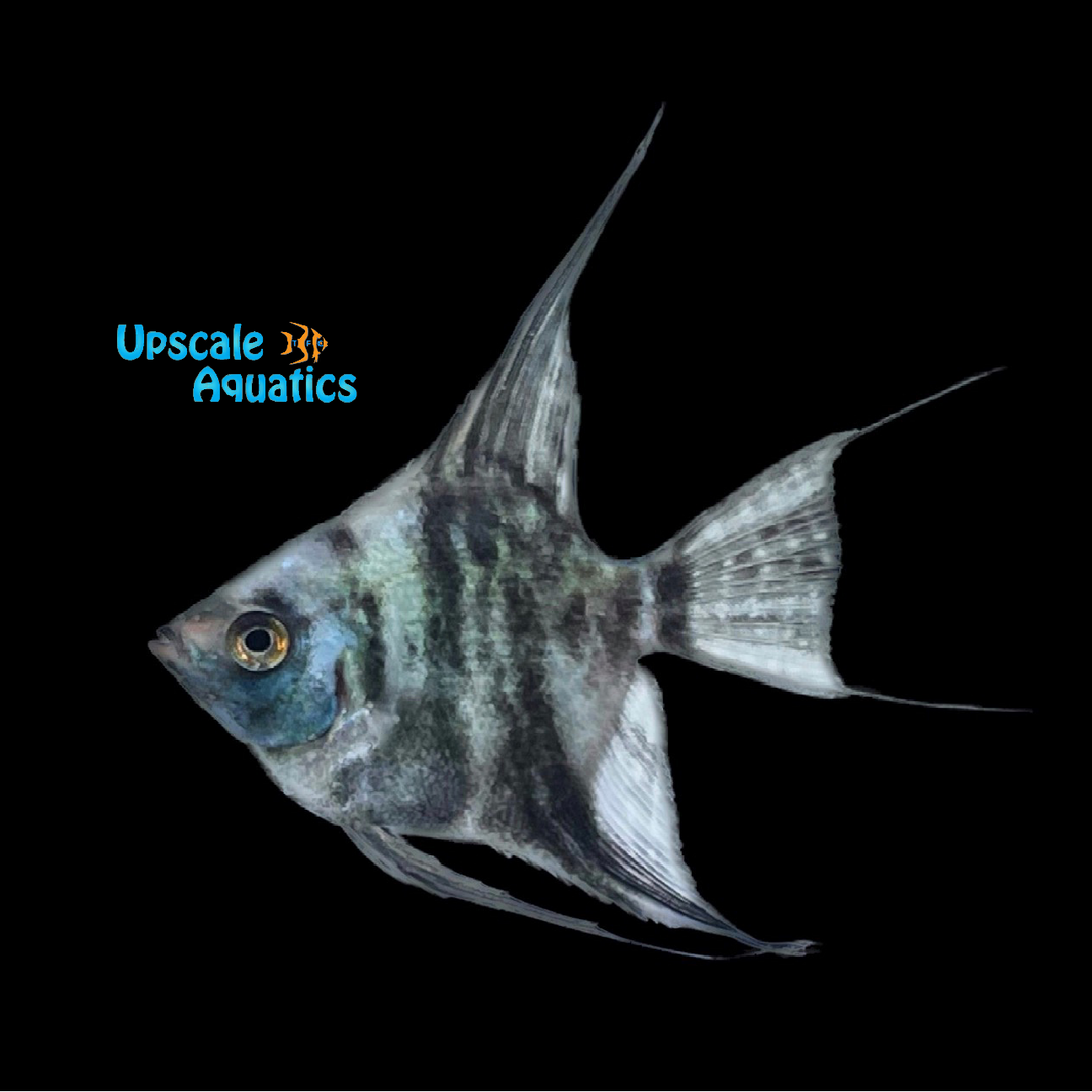 Blue Emerald Marble Angelfish (Pterophyllum scalare)