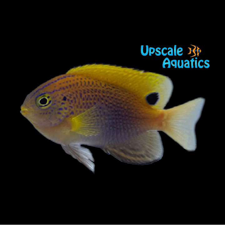 Princess Damsel (Pomacentrus vaiuli)