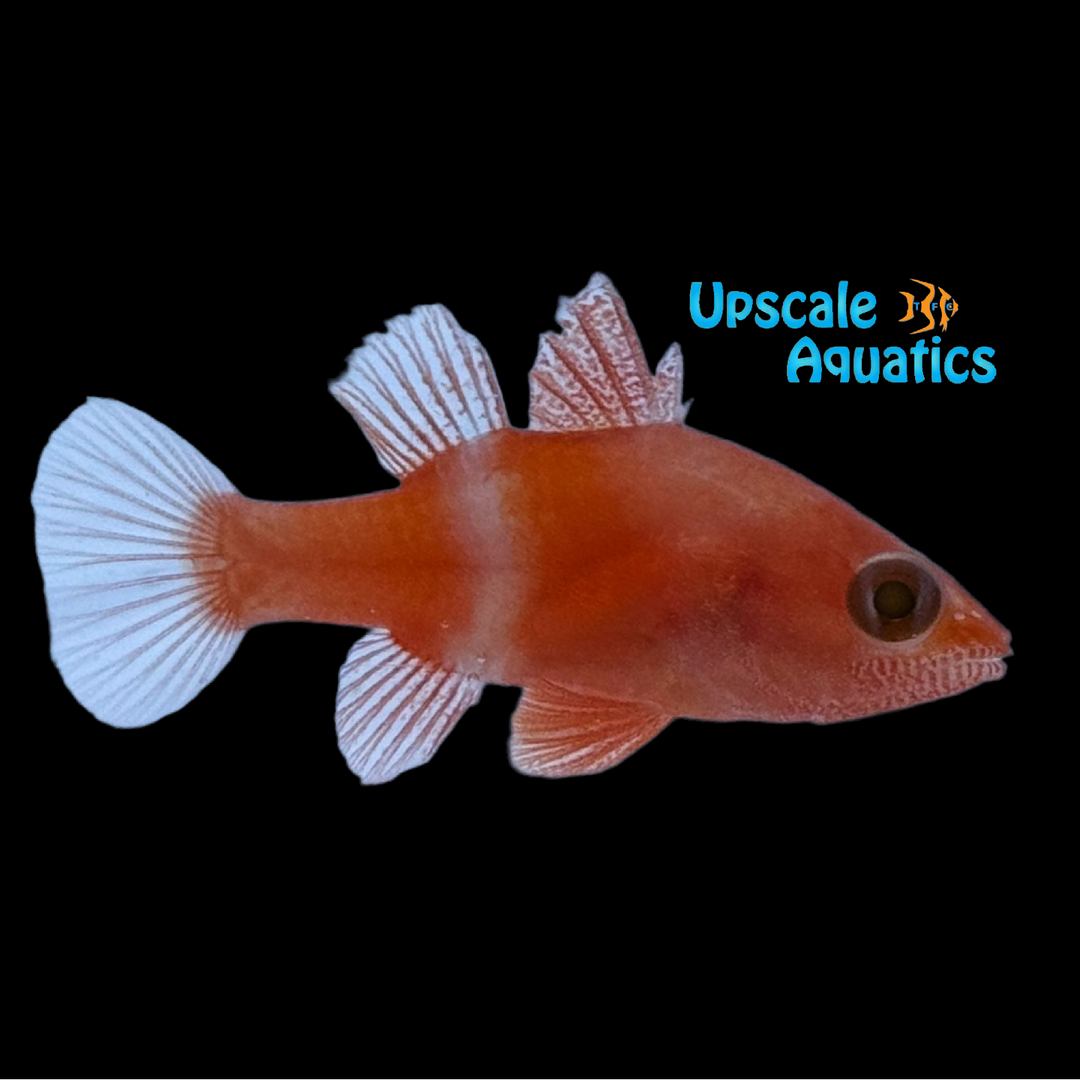 Red Stop Light Cardinalfish (Fowleria flammae)