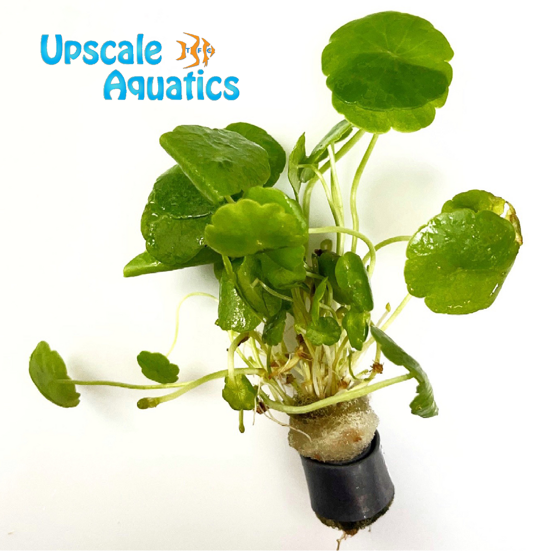 Whorled Pennywort (Hydrocotyle verticillata)