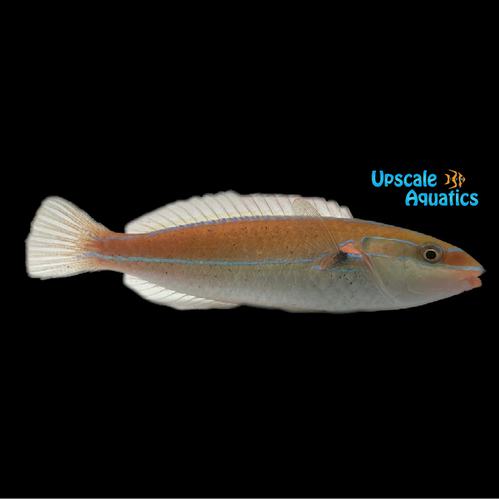 Broken Line Wrasse (Stethojulis interrupta)
