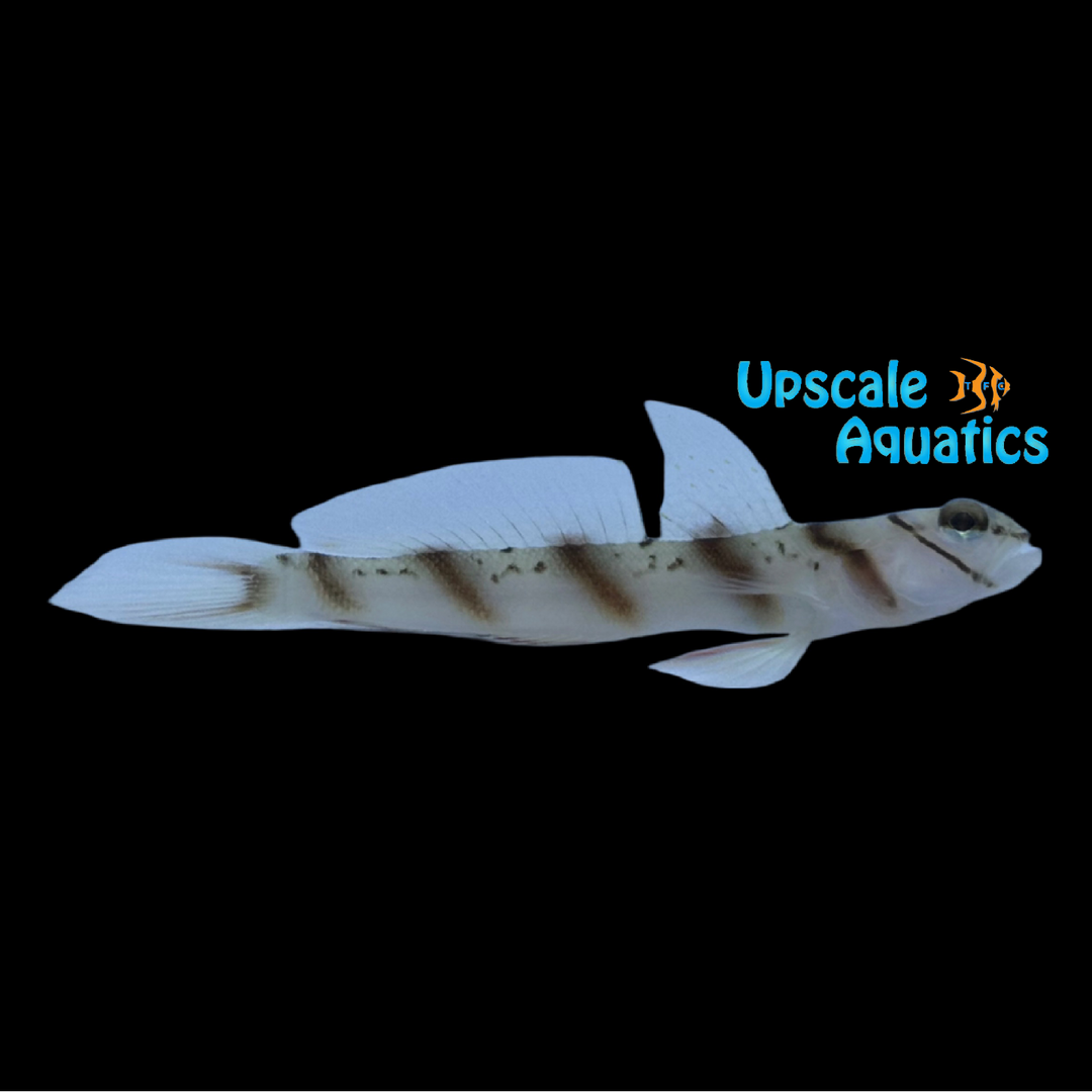Diagonal Bar Prawn Goby (Amblyeleotris diagonalis)