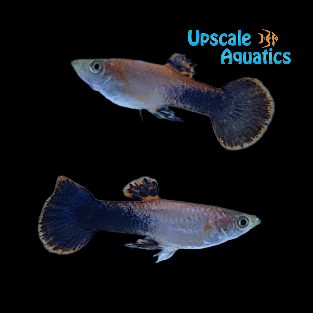 Pink Tuxedo Guppy (Poecilia reticulata)