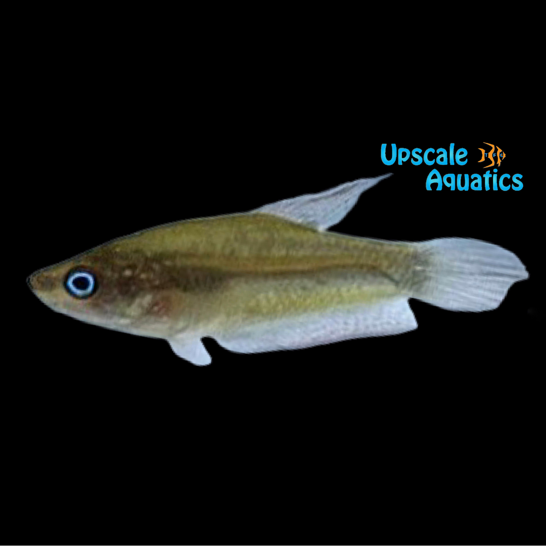 Giant Sparkling Gourami (Trichopsis schalleri)