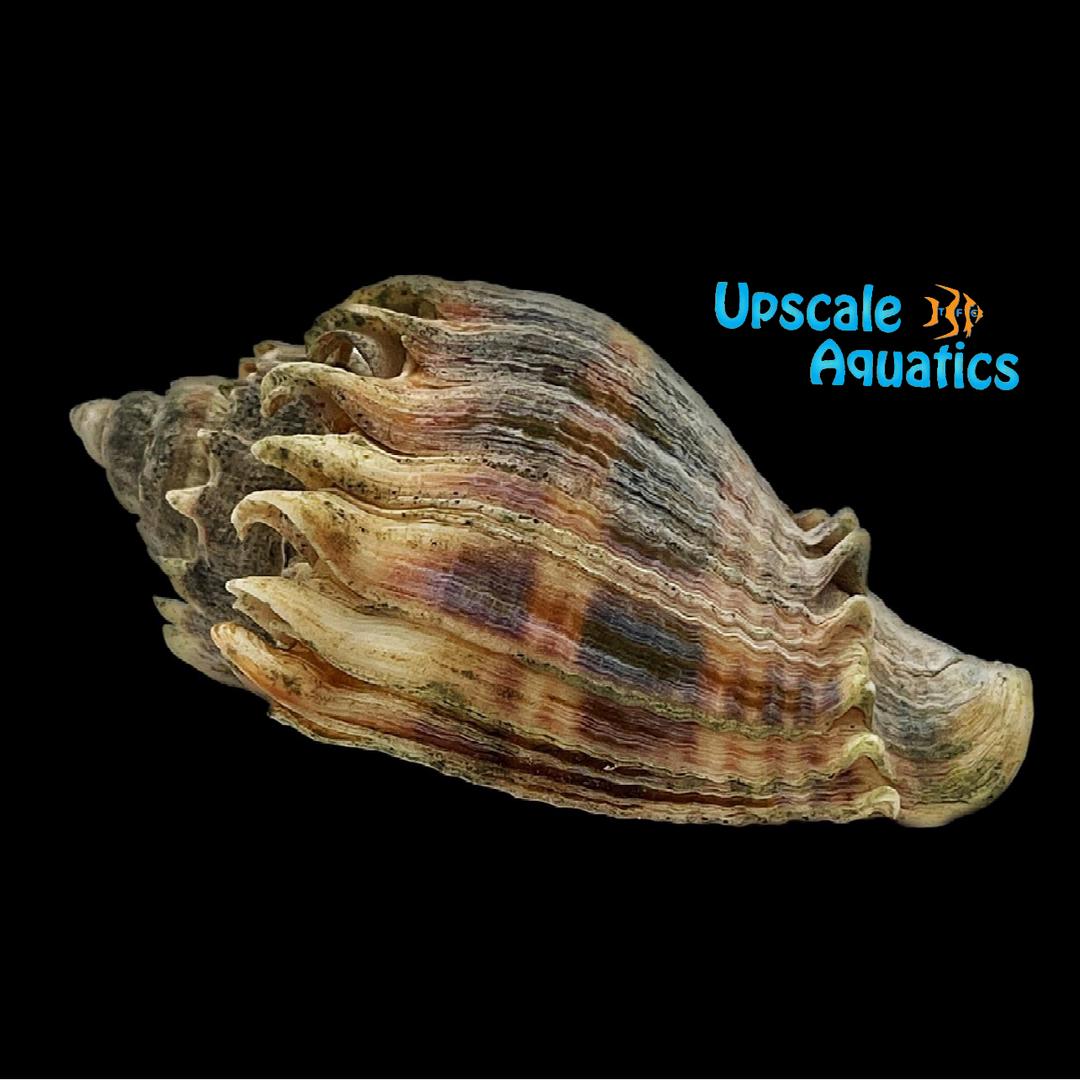 Crown Conch (Melongena corona)