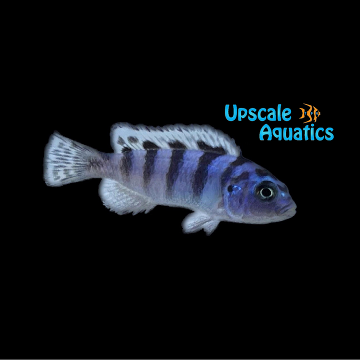 Kenyi Cichlid (Maylandia lombardoi)