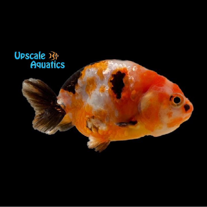 Calico Ranchu Goldfish (Carassius auratus)
