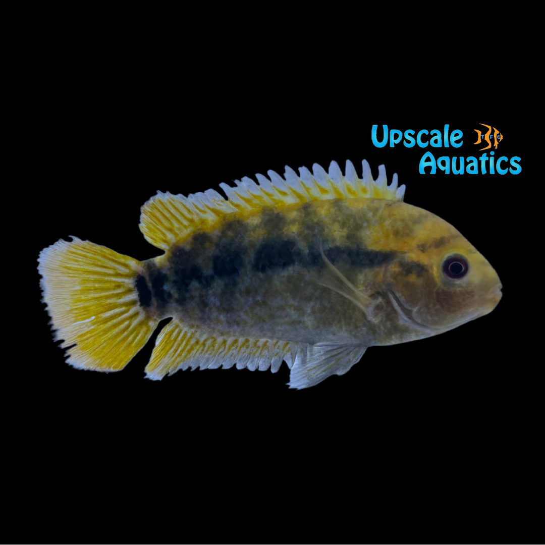 Rainbow Cichlid (Herotilapia multispinosus)