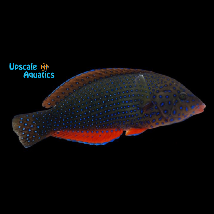 Blue Spotted Tamarin Wrasse (Anampses caeruleopunctatus)
