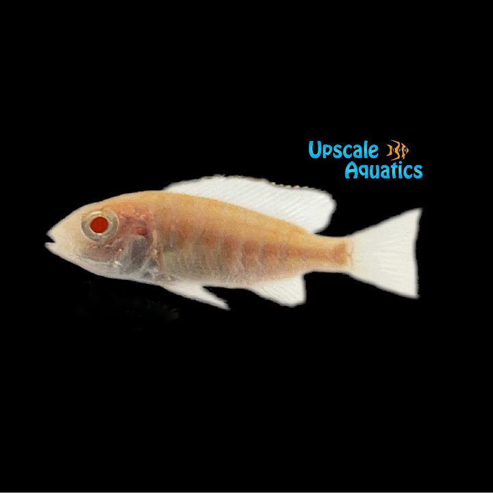 Albino German Red Peacock (Aulonocara sp. german red)