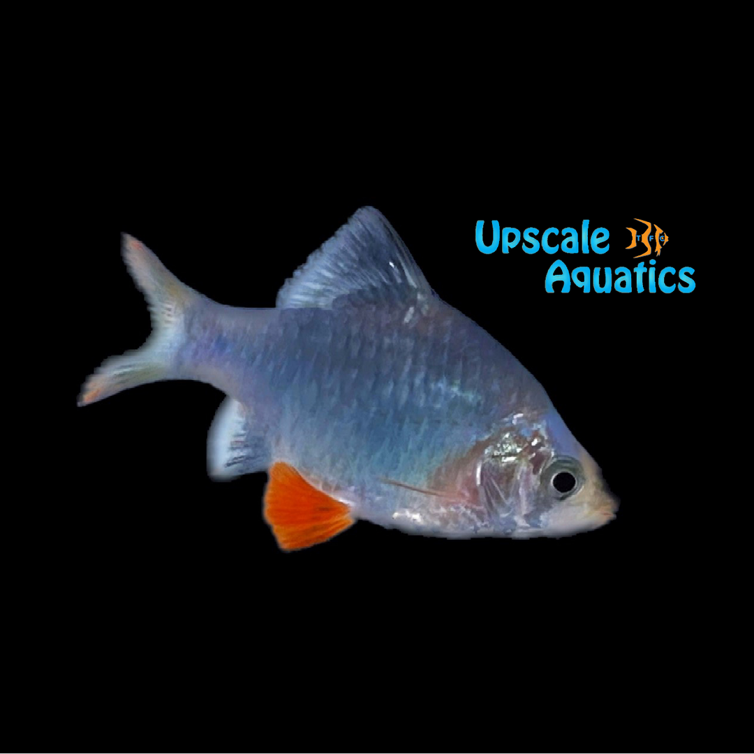 Green Platinum Tiger Barb (Puntigrus tetrazona 'Green Platinum)
