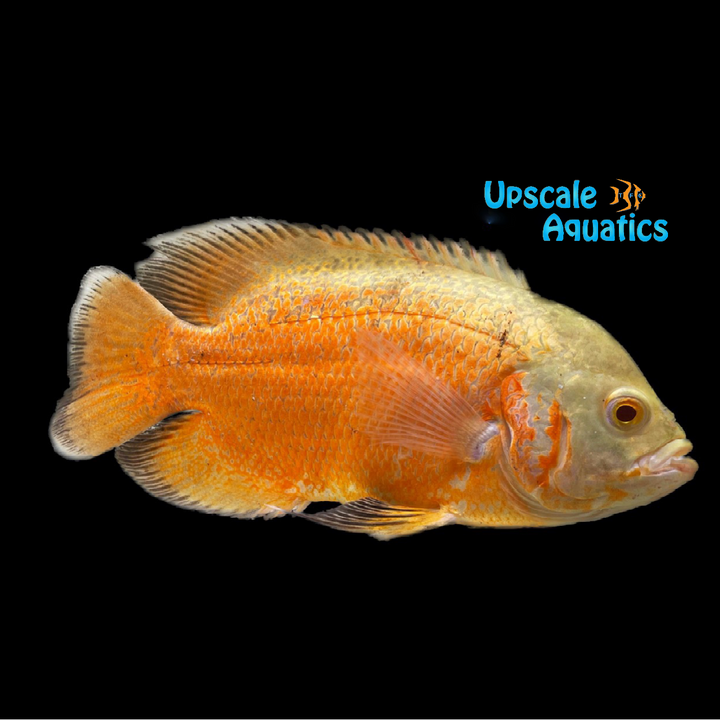 Albino Red Oscar (Astronotus ocellatus)