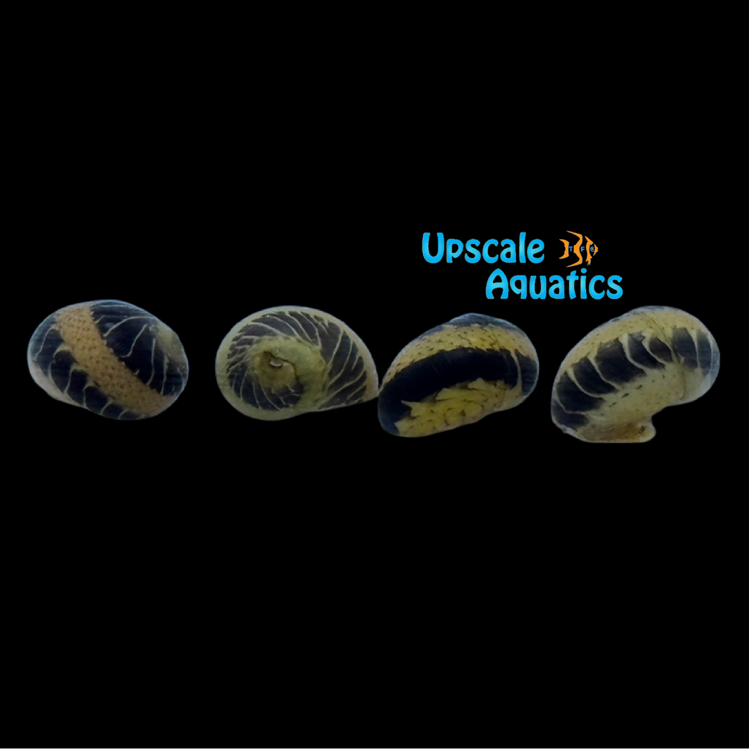 Racetrack Nerite Snail (Neritina sp.)