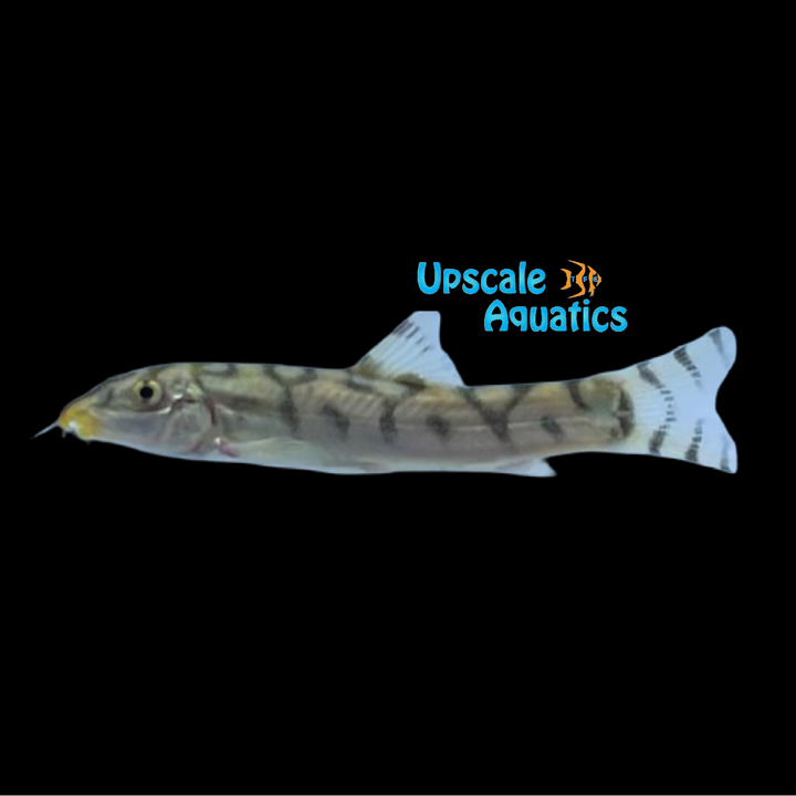 Yo-Yo Loach (Botia almorhae)