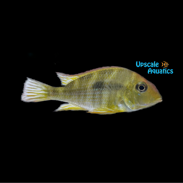 Red Head Tapajos Cichlid (Geophagus tapajos)