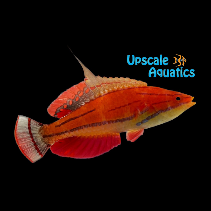 McCosker's Flasher Wrasse (Paracheilinus mccoskeri)