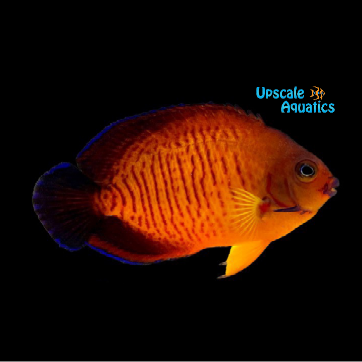 Deepwater Coral Beauty Angelfish (Centropyge bispinosa)