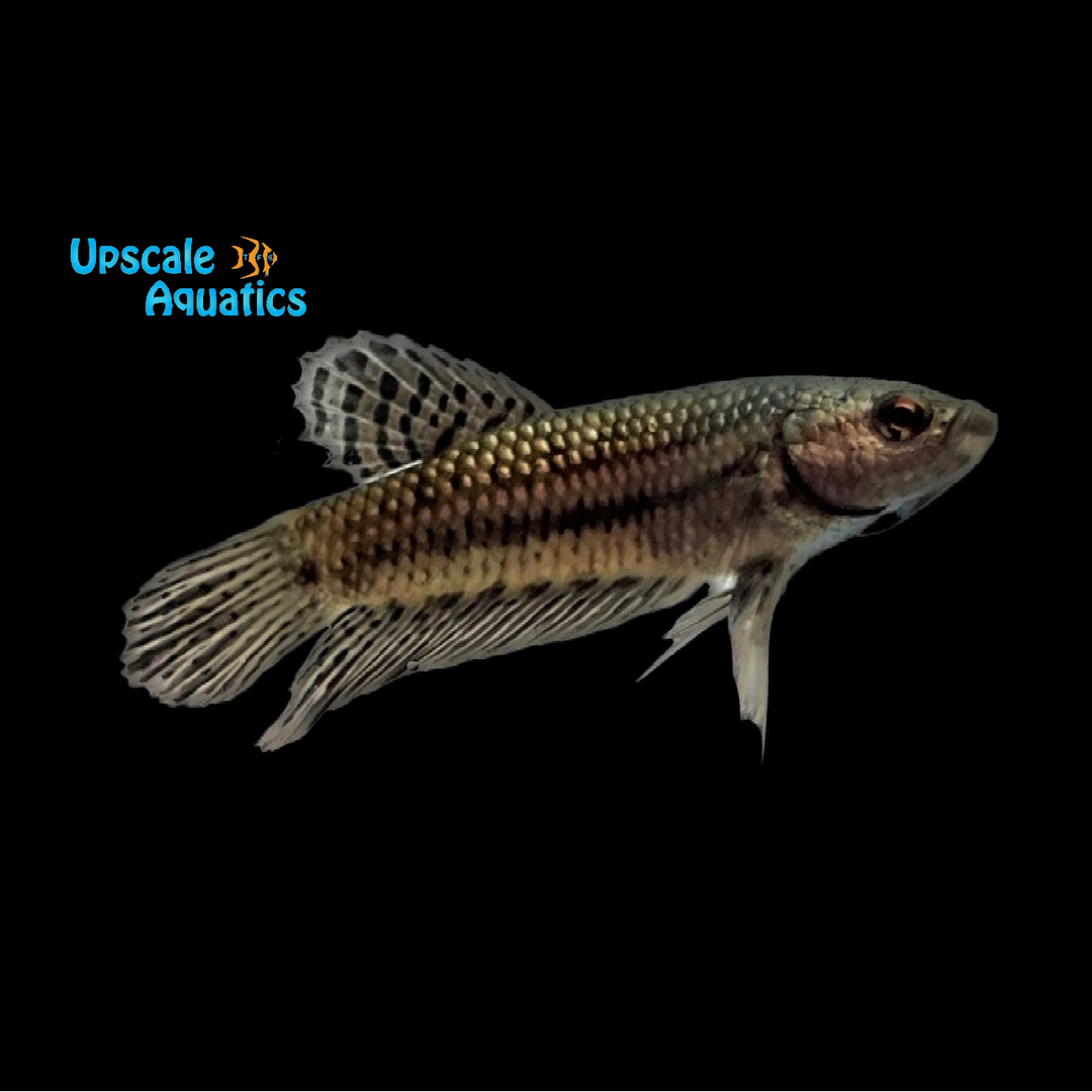 Alien Copper Violet Plakat Betta - Female (Betta splendens)