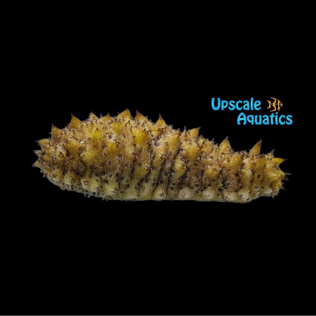 Gold Sand Sifting Cucumber (Holothuria floridana)