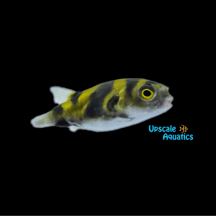 South American Puffer (Colomesus asellus)