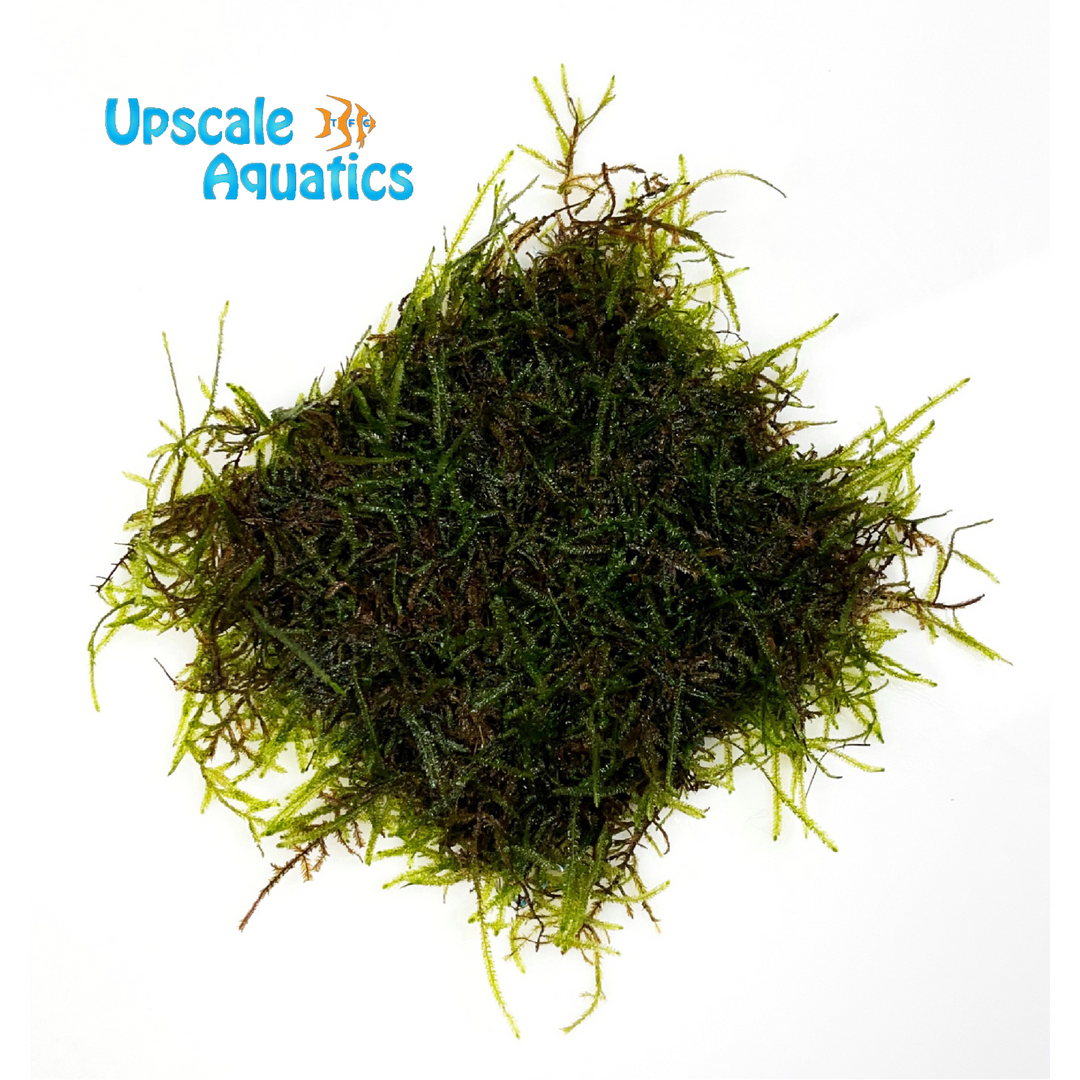 Java Moss (Vesicularia dubyana)