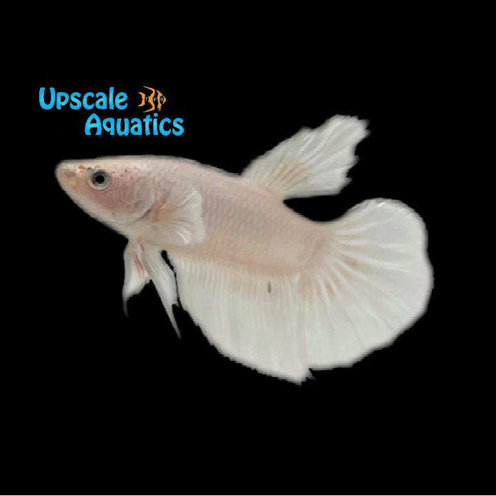 White Opal Halfmoon Betta - Male (Betta splendens)