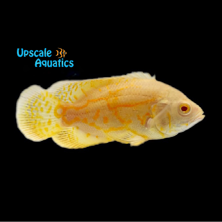Albino Lemon Tiger Oscar (Astronotus ocellatus)