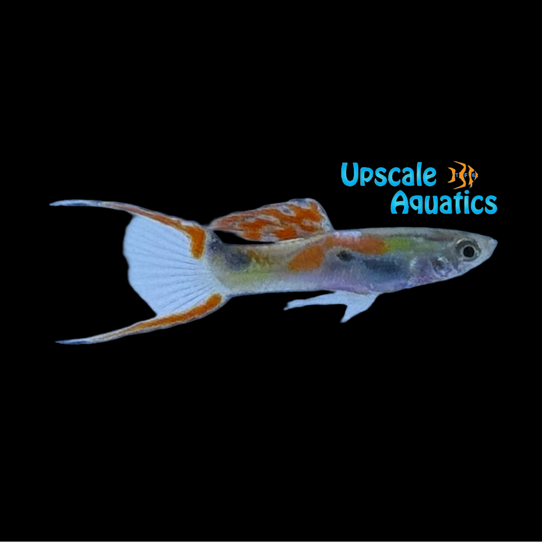 Calico Endler's Livebearer (Poecilia wingei)