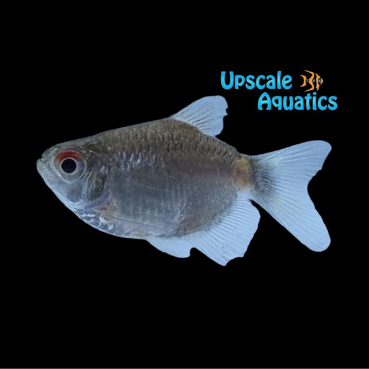 Balloon Red Eye Tetra (Moenkhausia sanctaefilomenae var balloon)