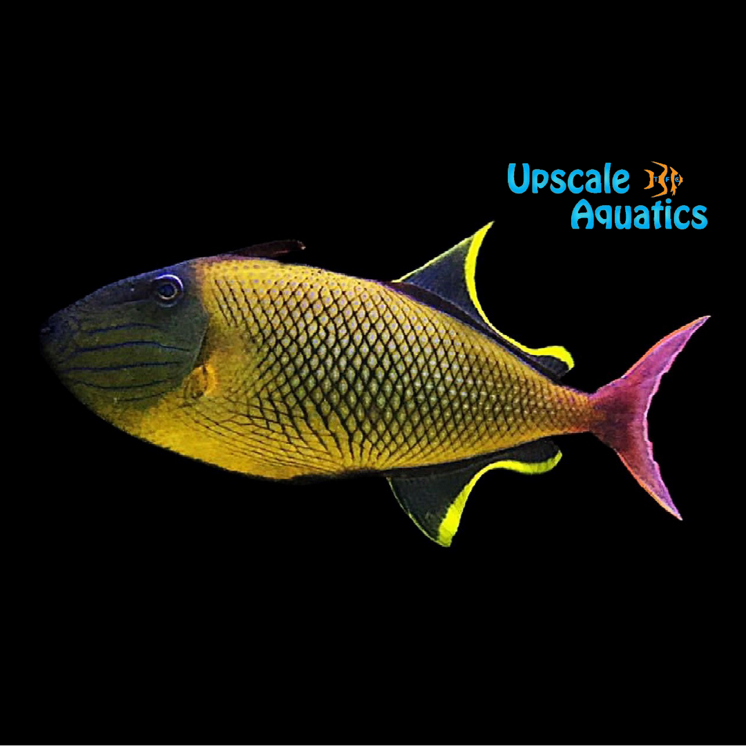 Crosshatch Trigger (Xanthichthys mento)