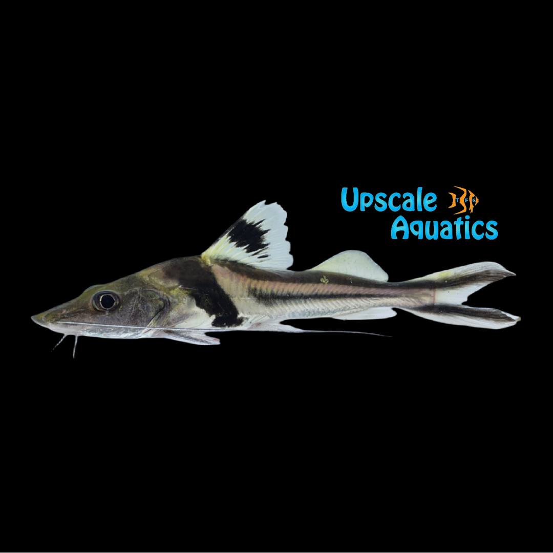 Ornate Pimelodus Catfish (Pimelodus ornatus)