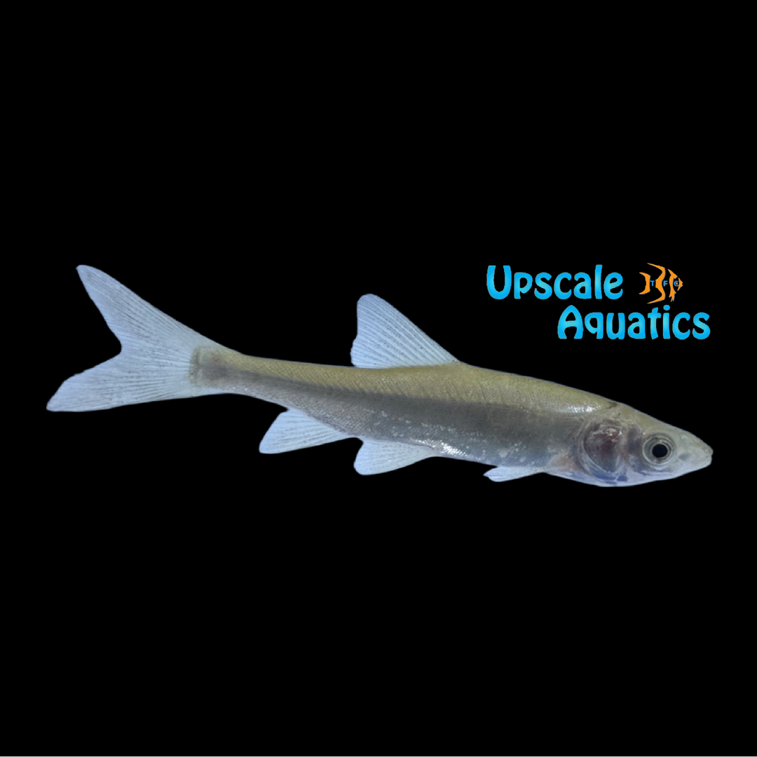 Sacramento Blackfish (Orthodon microlepidotus)