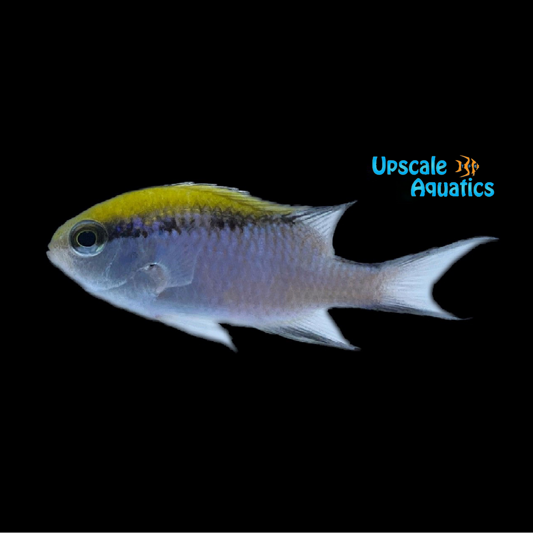 Barrier Reef Chromis (Chromis nitida)