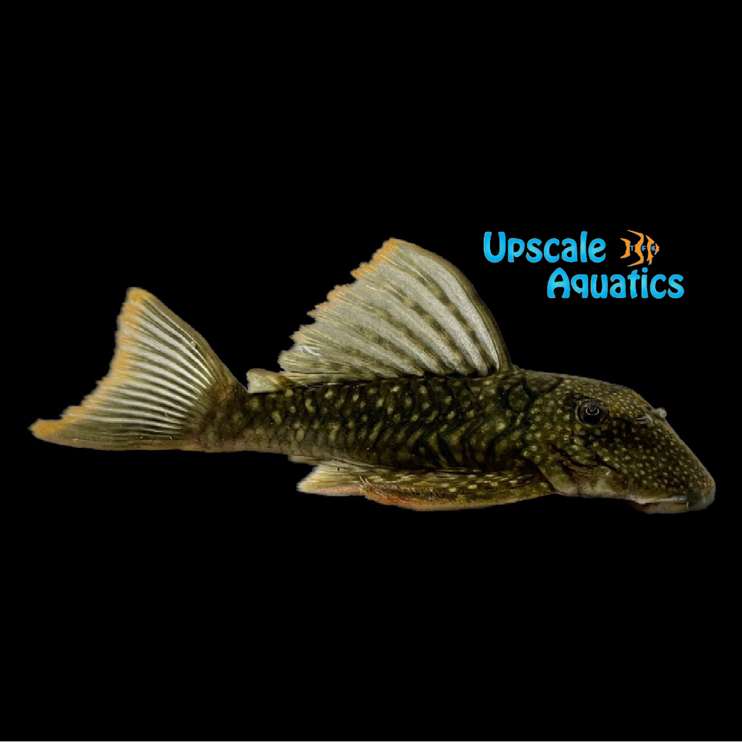 Orange Seam Pleco L106 (Hemiancistrus guahiborum)