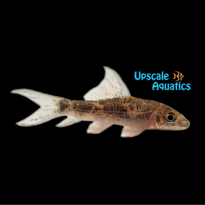 Harlequin 'Variegated' Sharlk (Labeo cyclorhynchus)