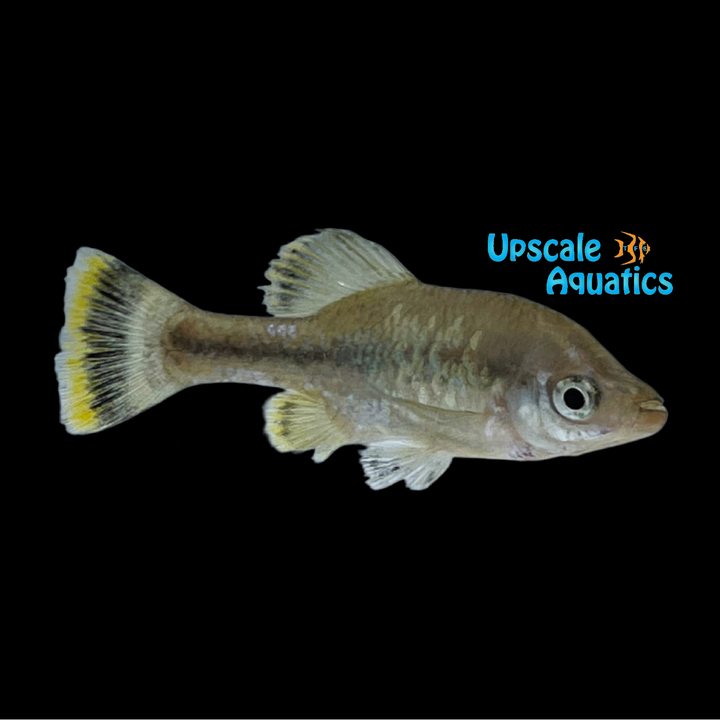 Butterfly Splitfin Goodeid (Ameca splendens)