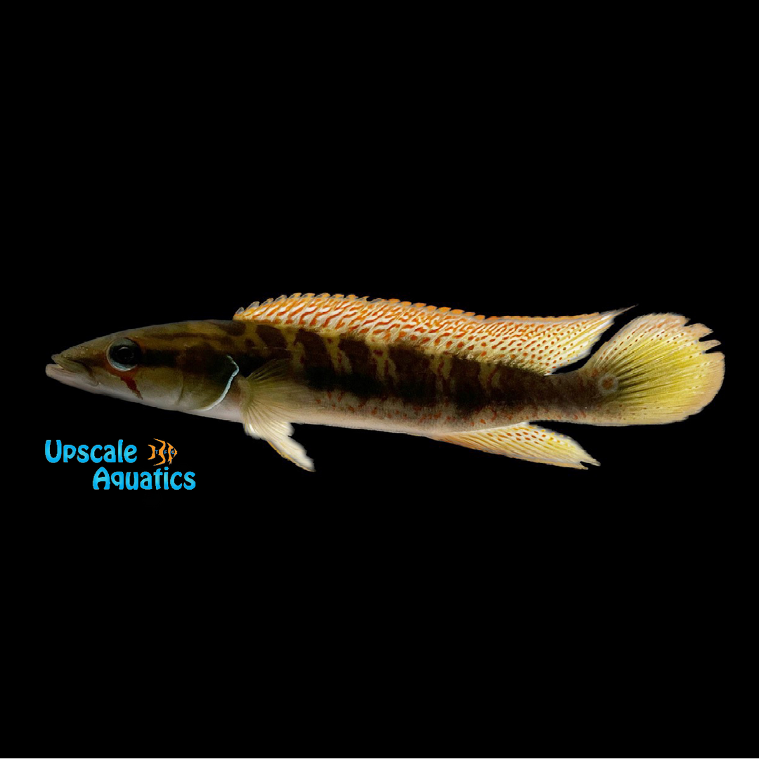 Chicha Pike (Crenicichla chicha)