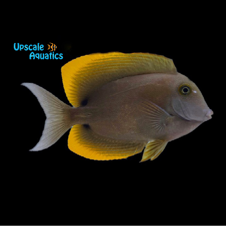 Tomini Tang (Ctenochaetus tominiensis)