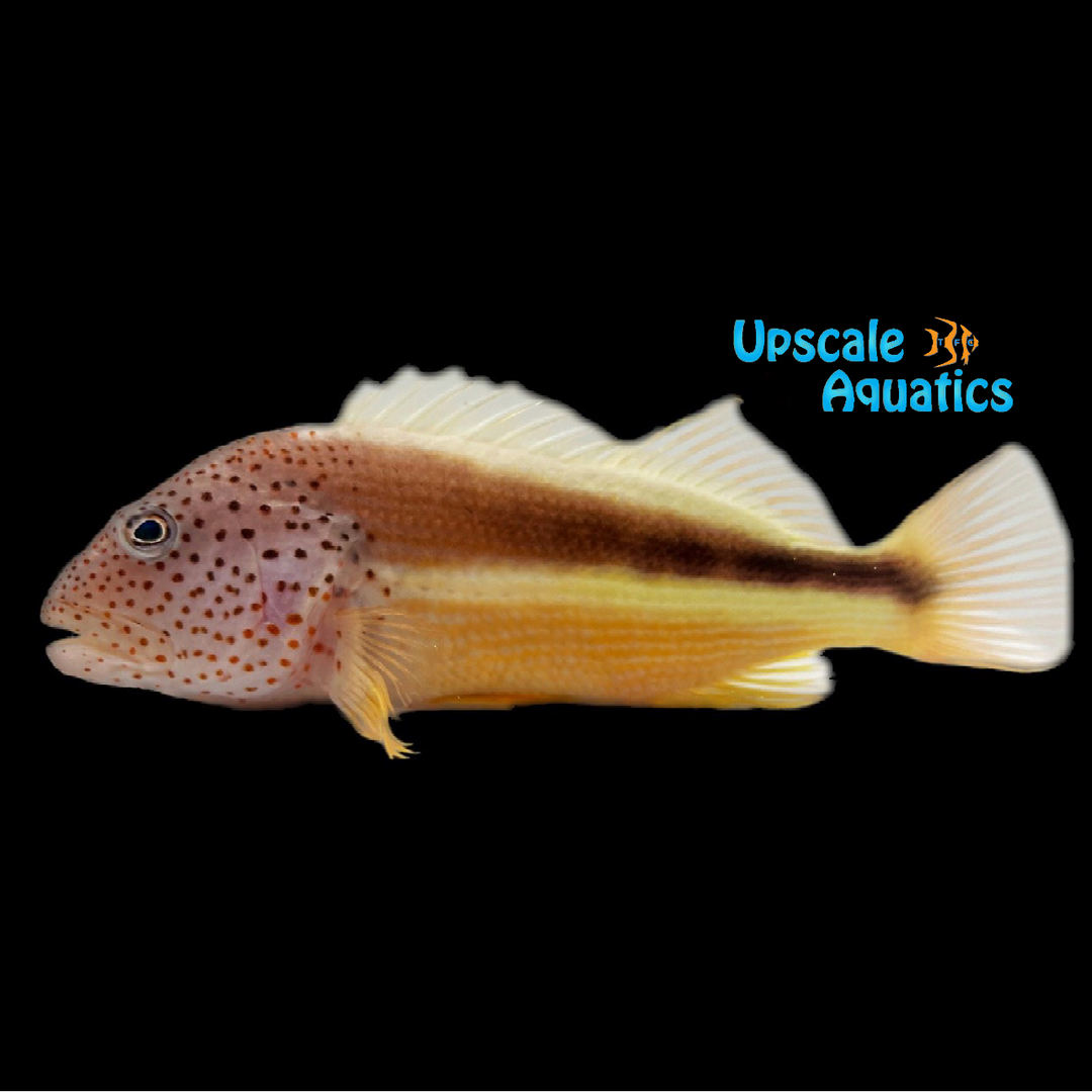 Freckled Hawkfish (Paracirrhihtes forsteri)
