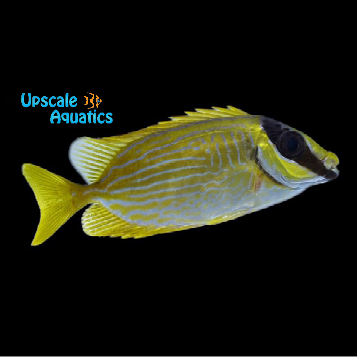 Decorated 'Masked Spinefoot' Rabbitfish (Siganus puellus)