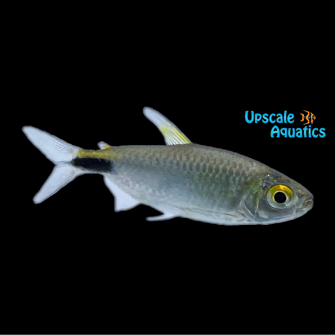 Alestes Tetra (Brycinus longipinnis)