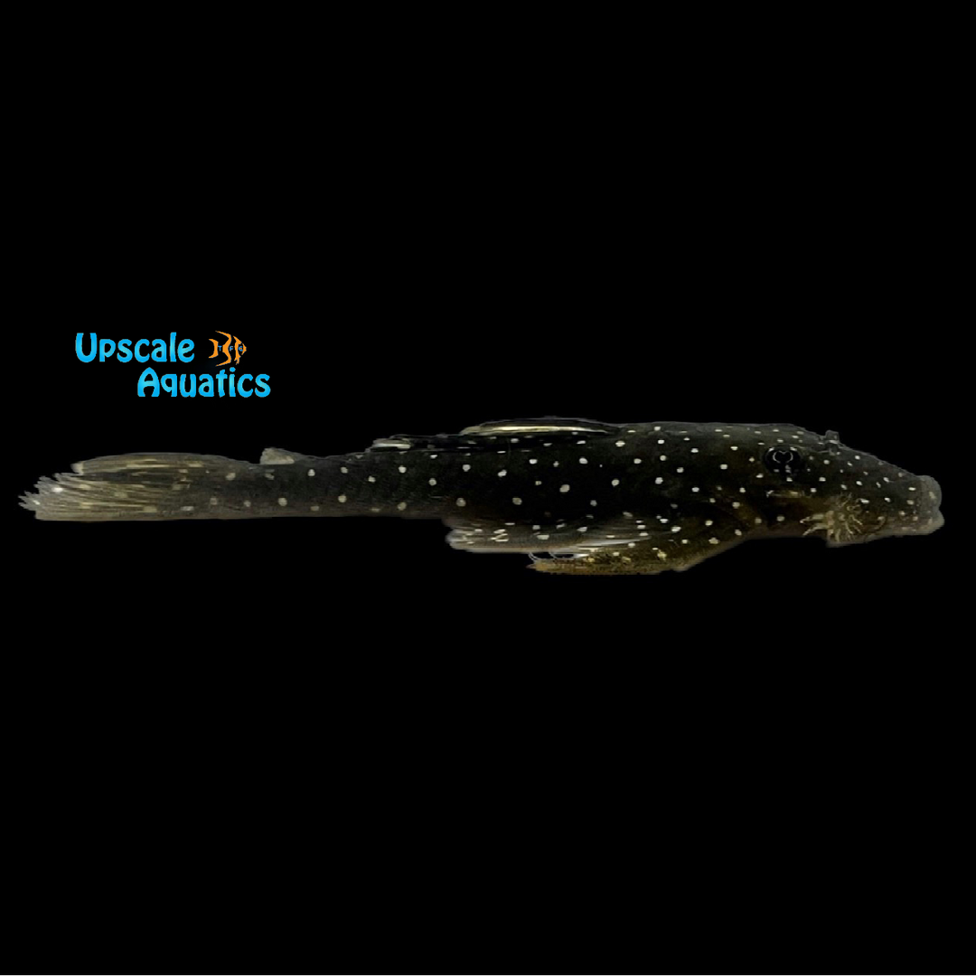 Black Wing Pleco L039 (Guyanancistrus niger)