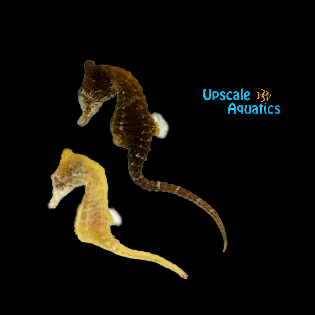 Dwarf Seahorse (Hippocampus zosterae)