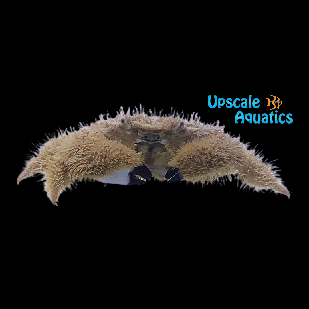 Teddybear Crab (Glyptoxanthus erosus)