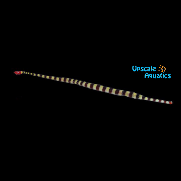 Banded Pipefish (Doryrhamphus dactylophorus)