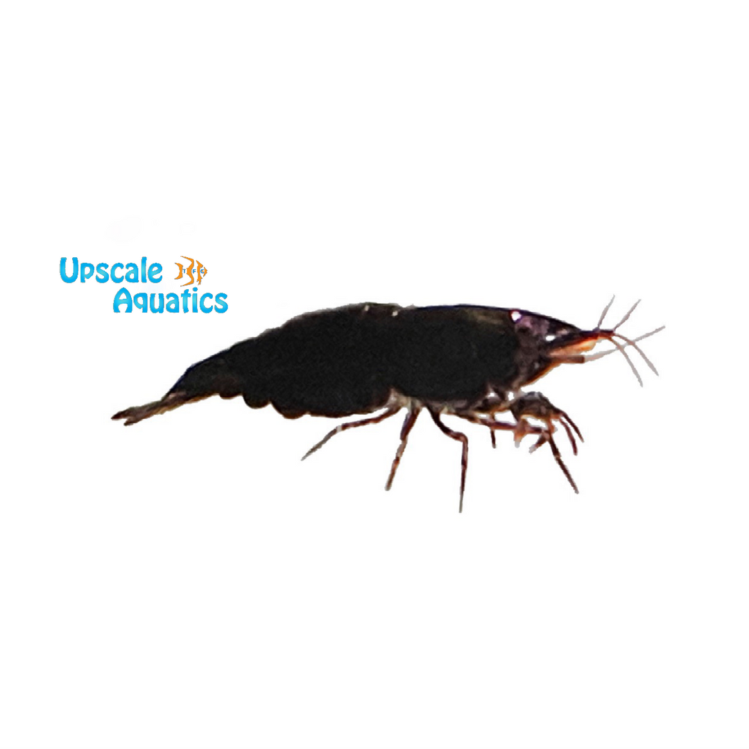 Black Rose Shrimp (Neocaridina davidi)