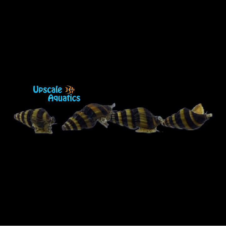 Assassin Snail (Clea helena)