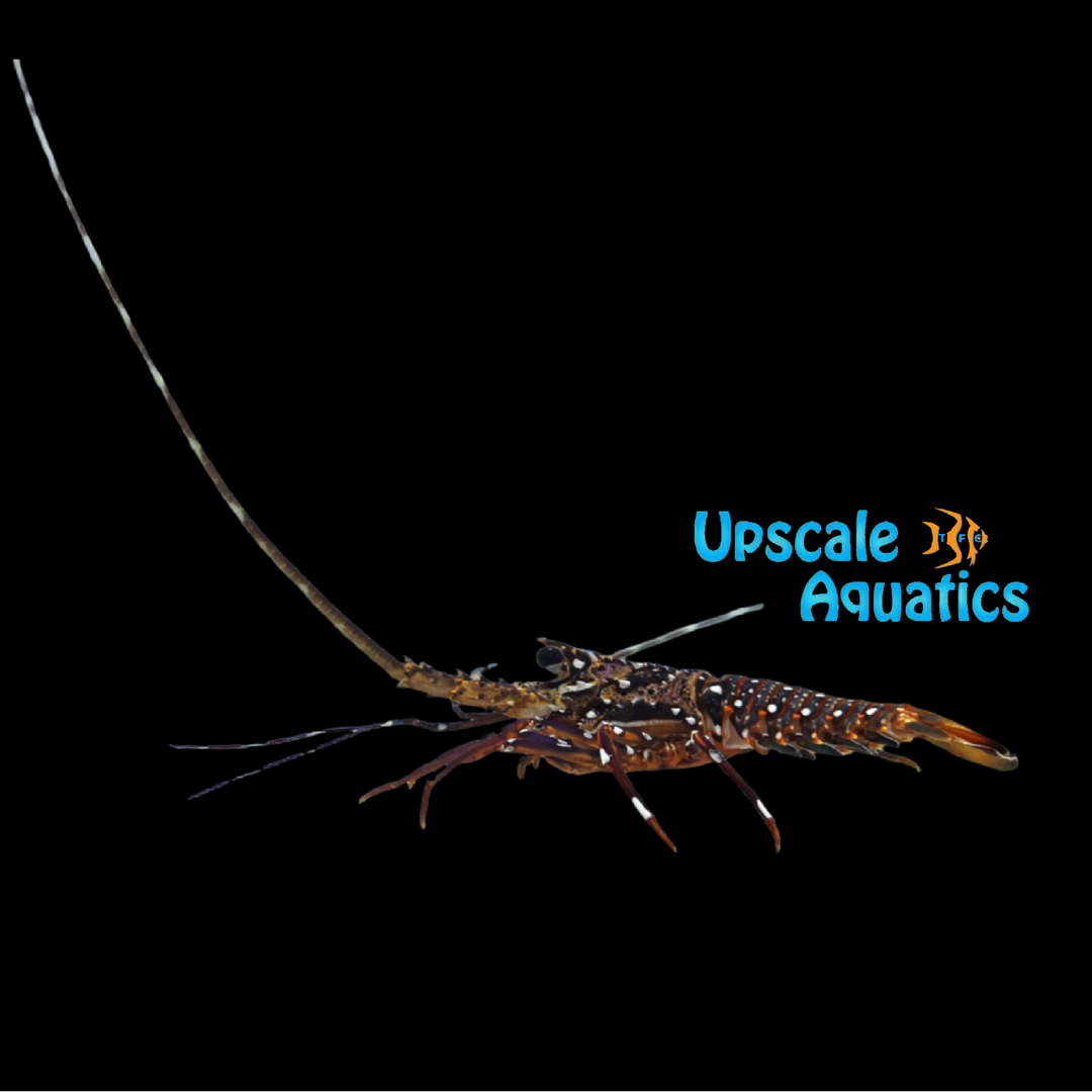Spotted Spiny Lobster (Panulirus guttatus)
