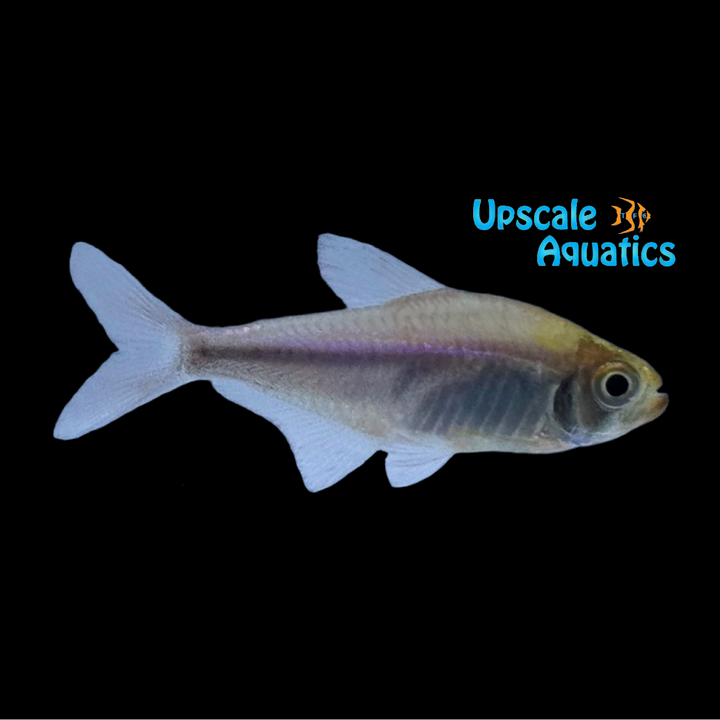 Bleeding Blue Tetra (Hyphessobrycon margitae)