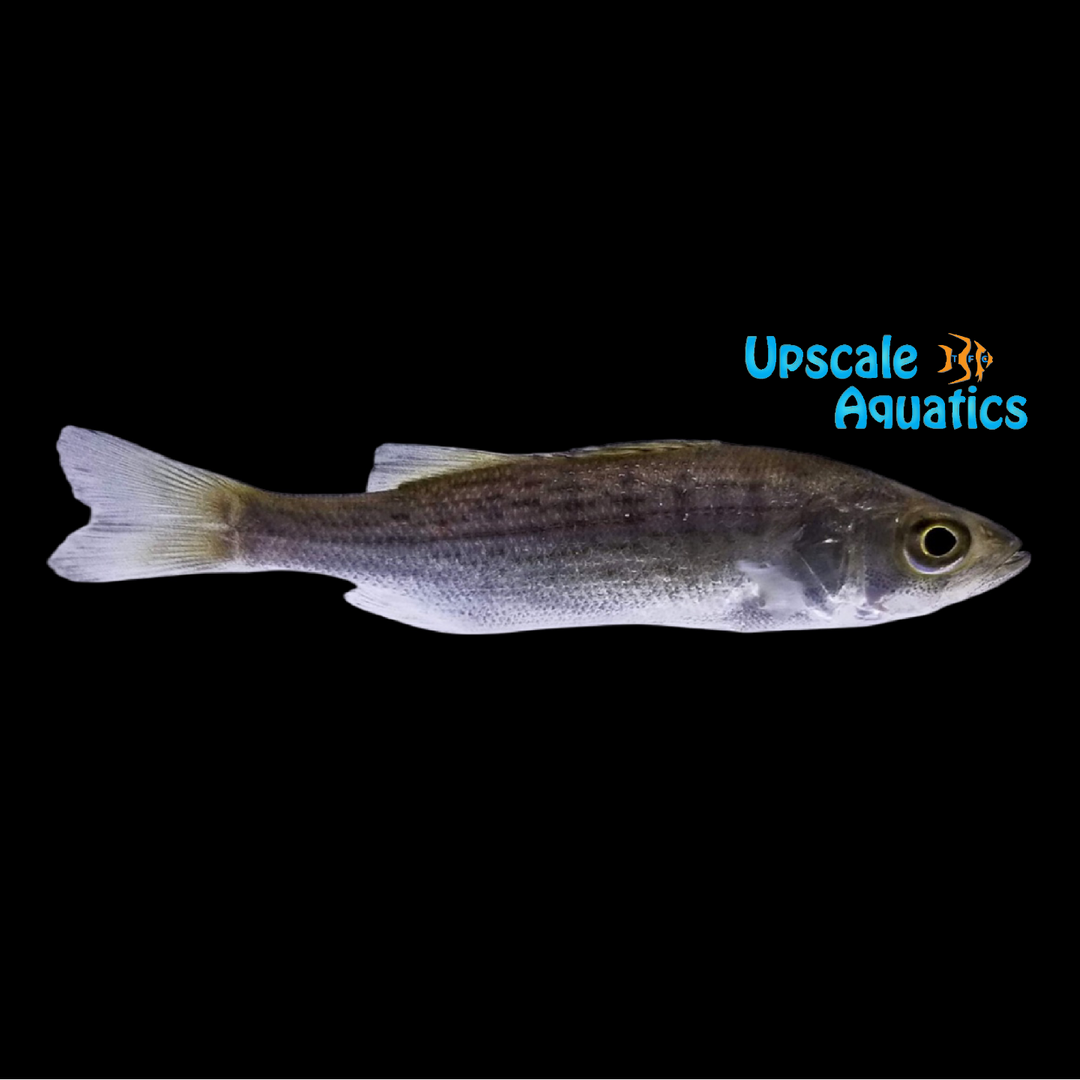 Hybrid Striped Bass (Morone chrysopus x Morone saxatilis)